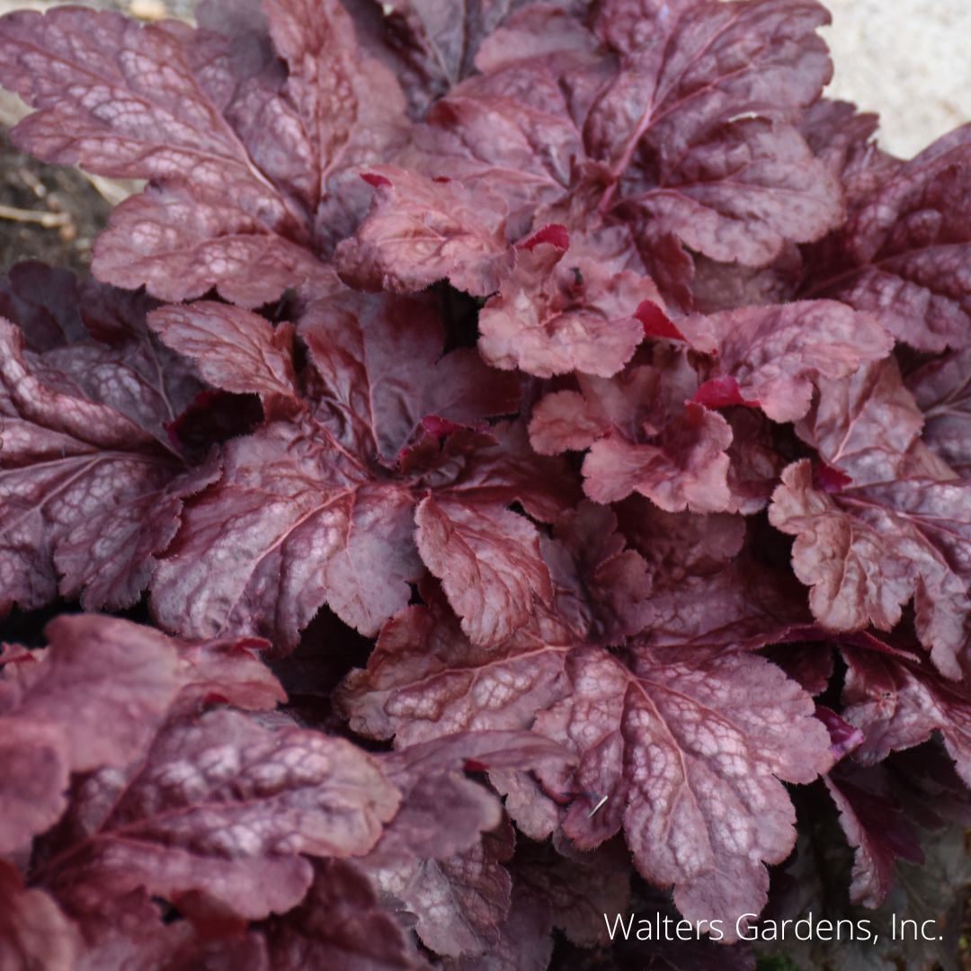 Red Dragon Coral Bell