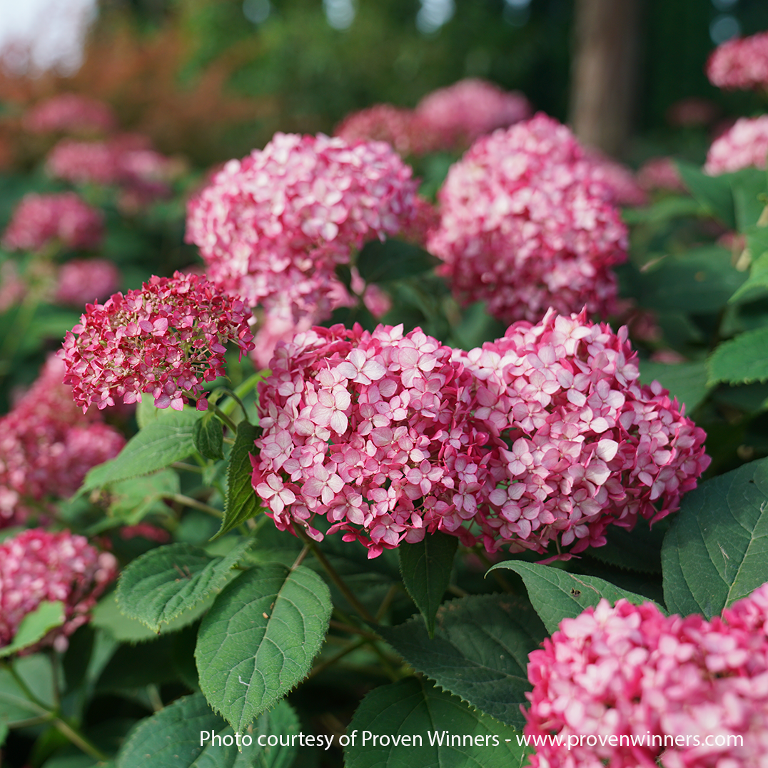 Invincibelle Ruby Hydrangea