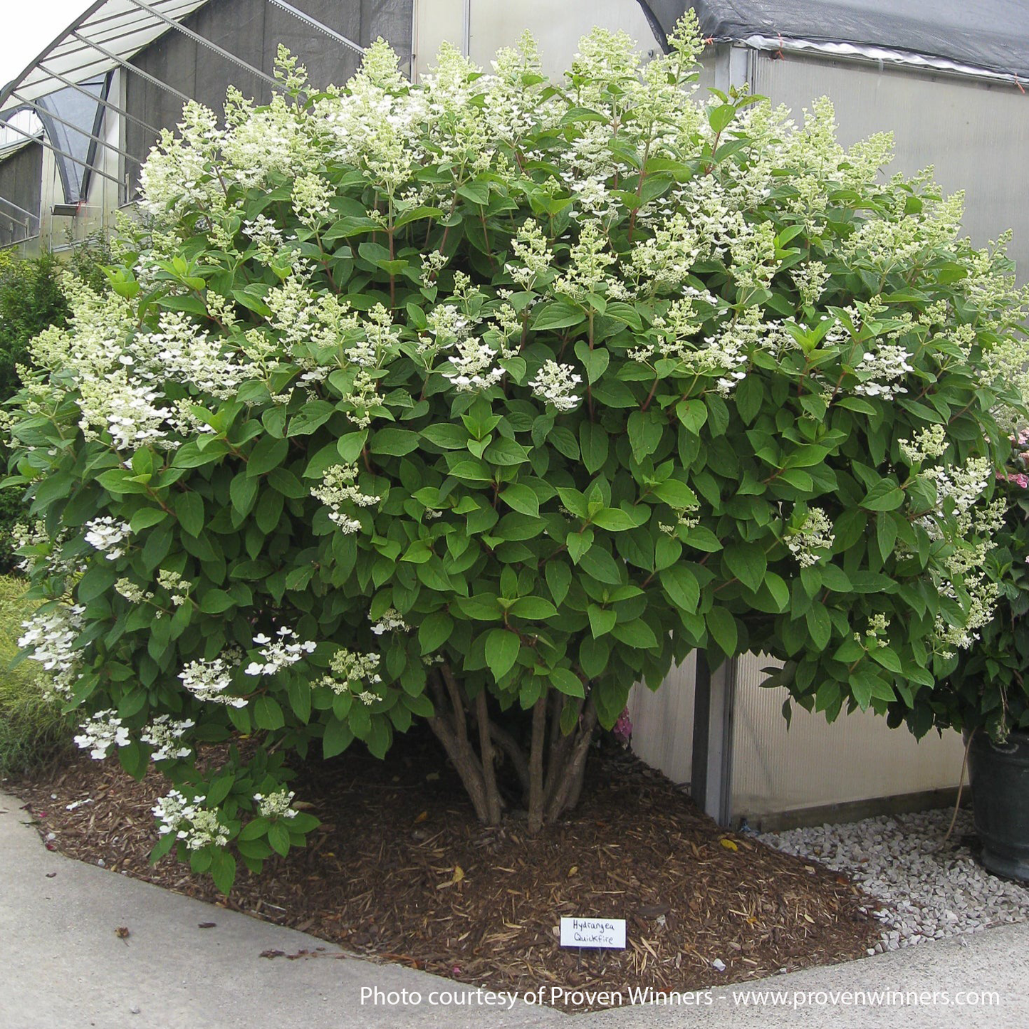 Quick Fire Hydrangea