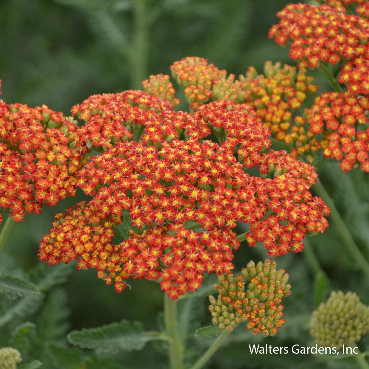 Sassy Summer Sunset Yarrow