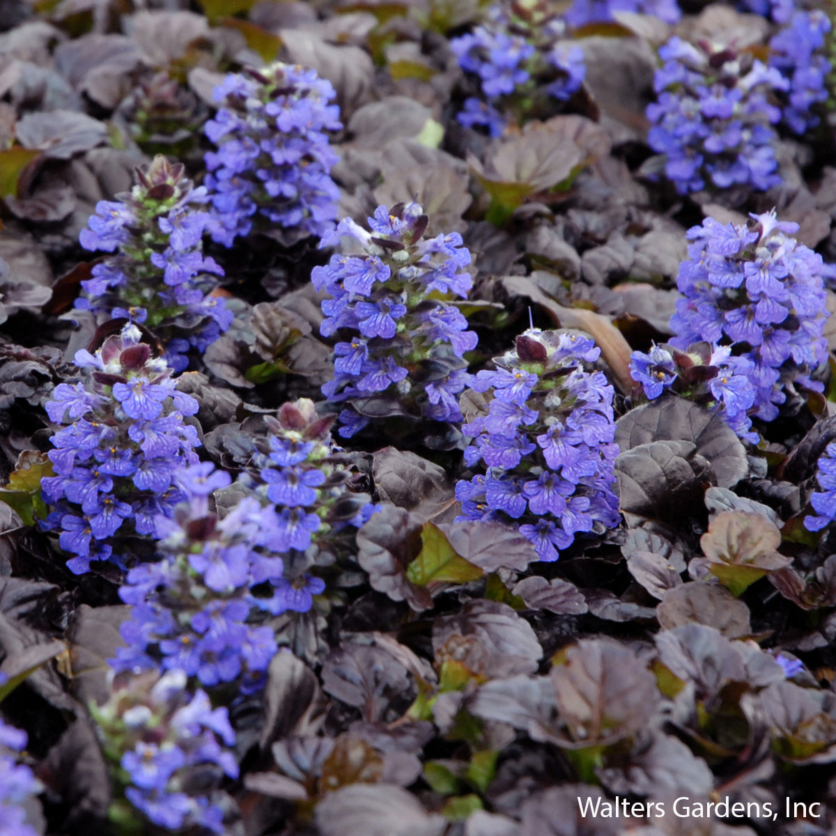 Black Scallop Ajuga