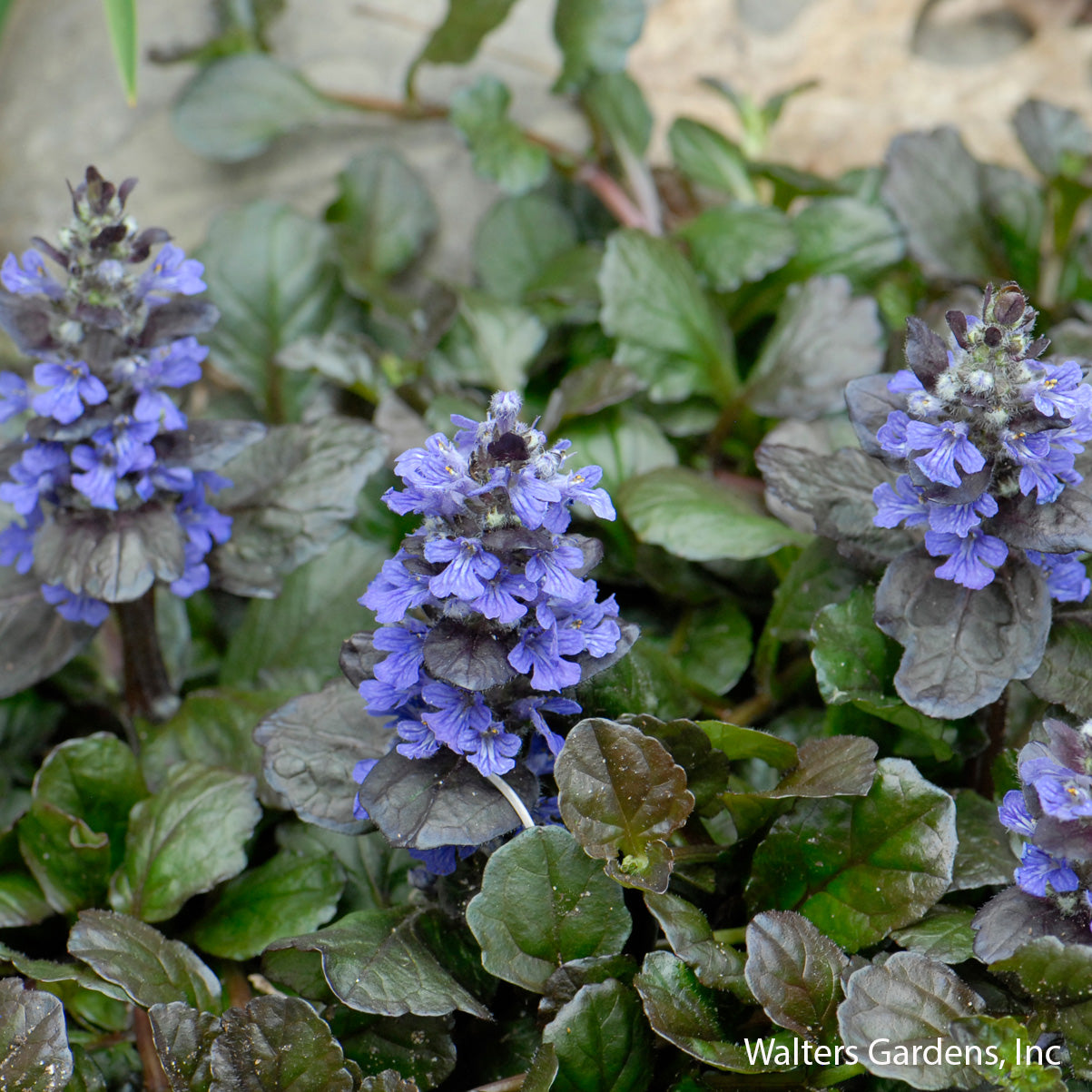 Black Scallop Ajuga