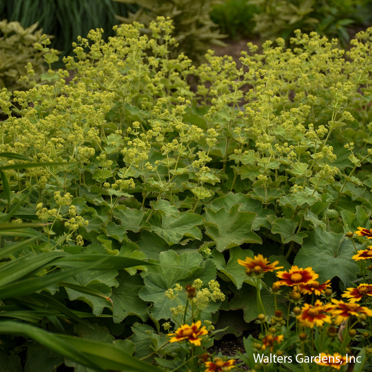 Lady's Mantle