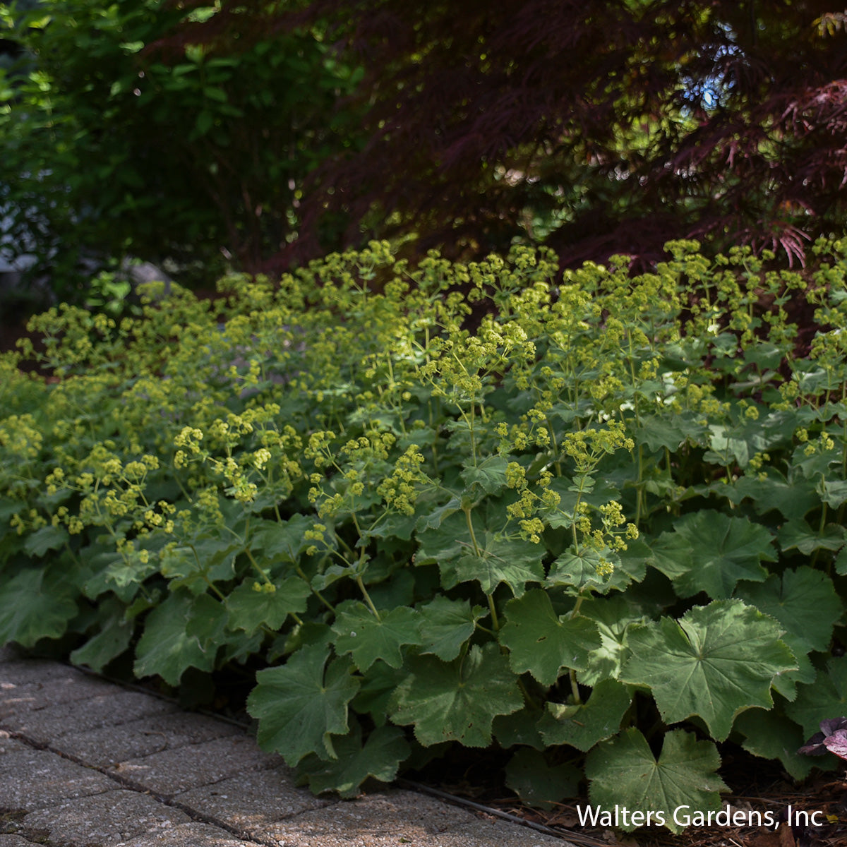Lady's Mantle