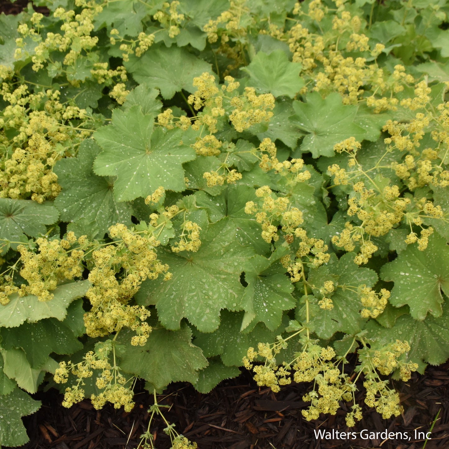 Lady's Mantle