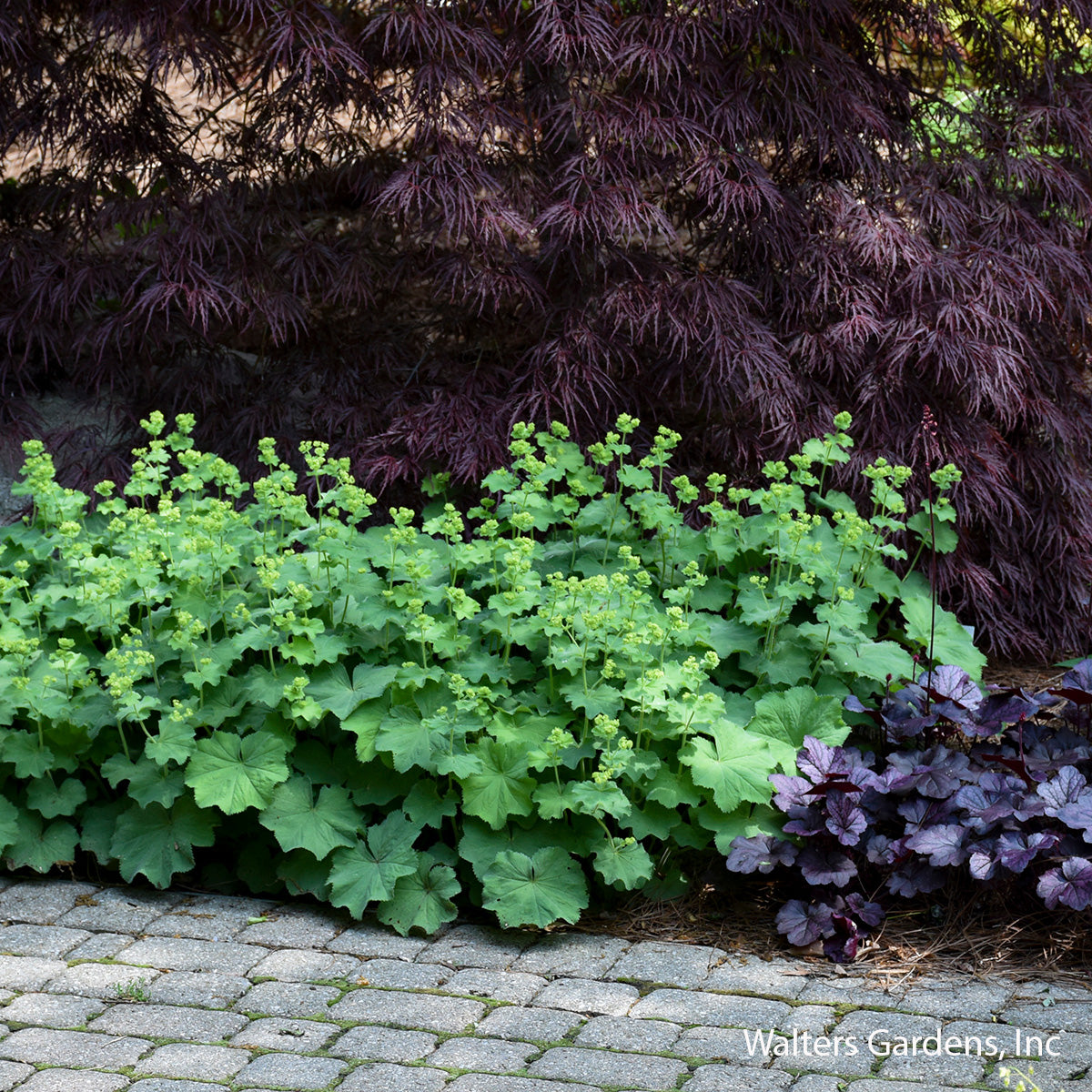 Lady's Mantle