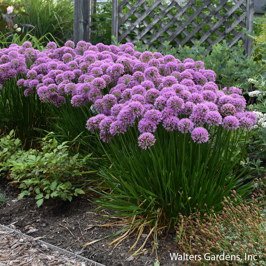 Millenium Allium