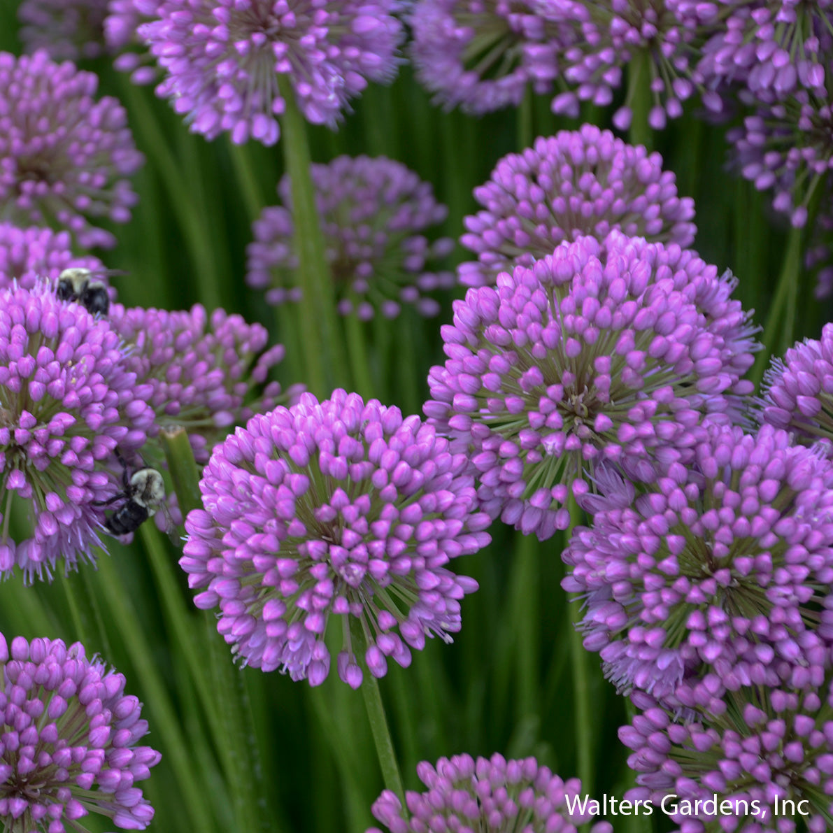 Millenium Allium