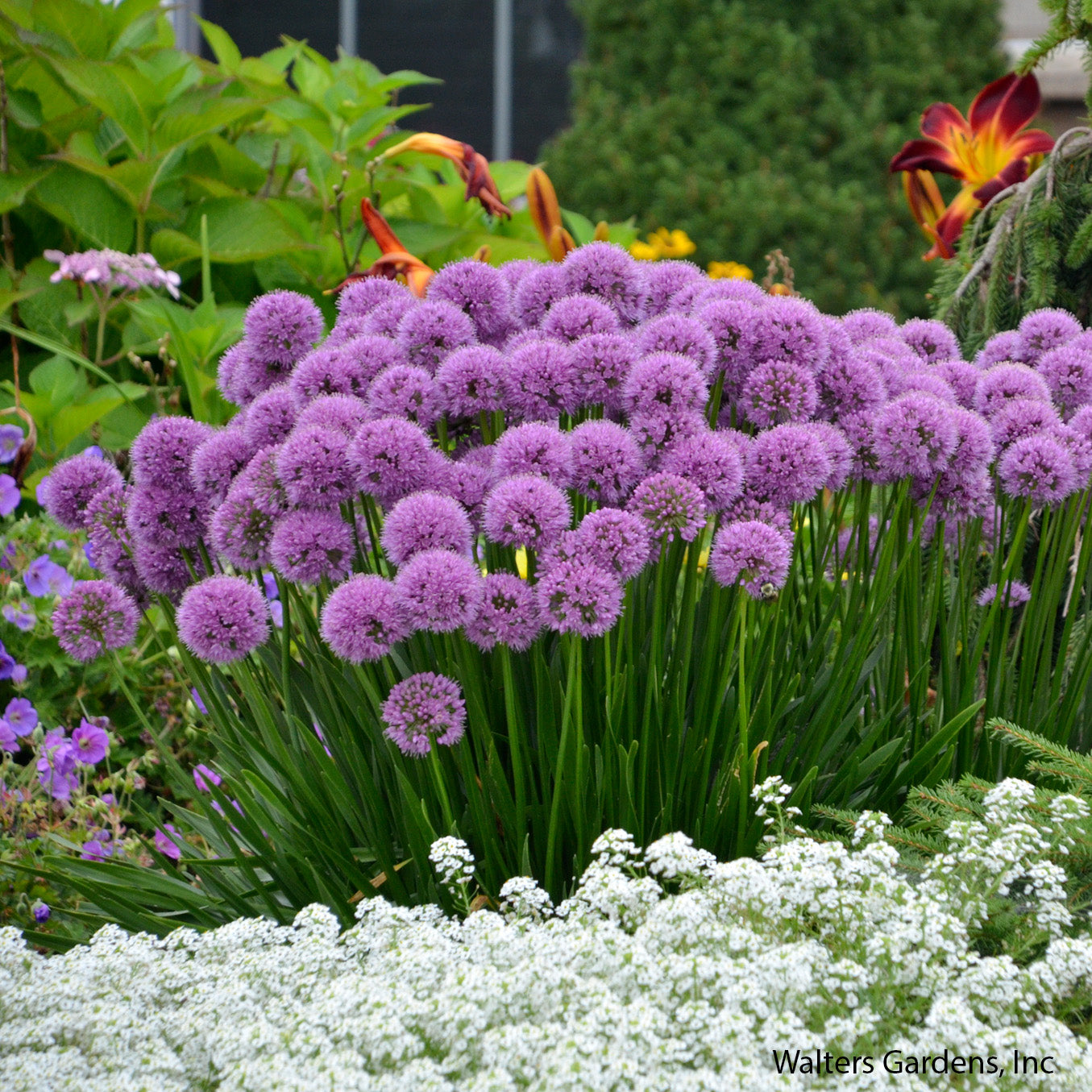 Millenium Allium