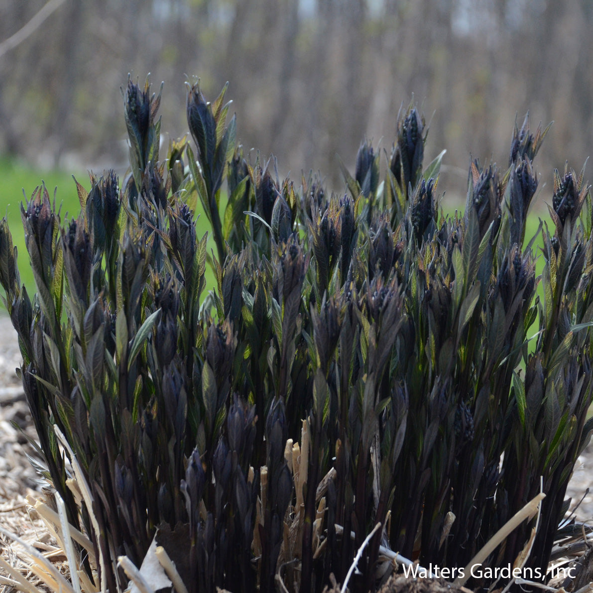 Storm Cloud Amsonia