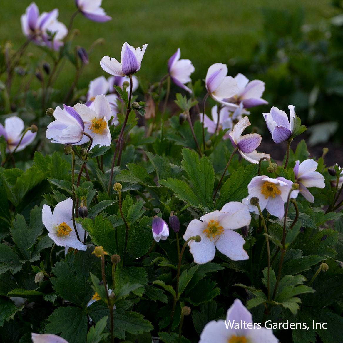 Wild Swan Anemone