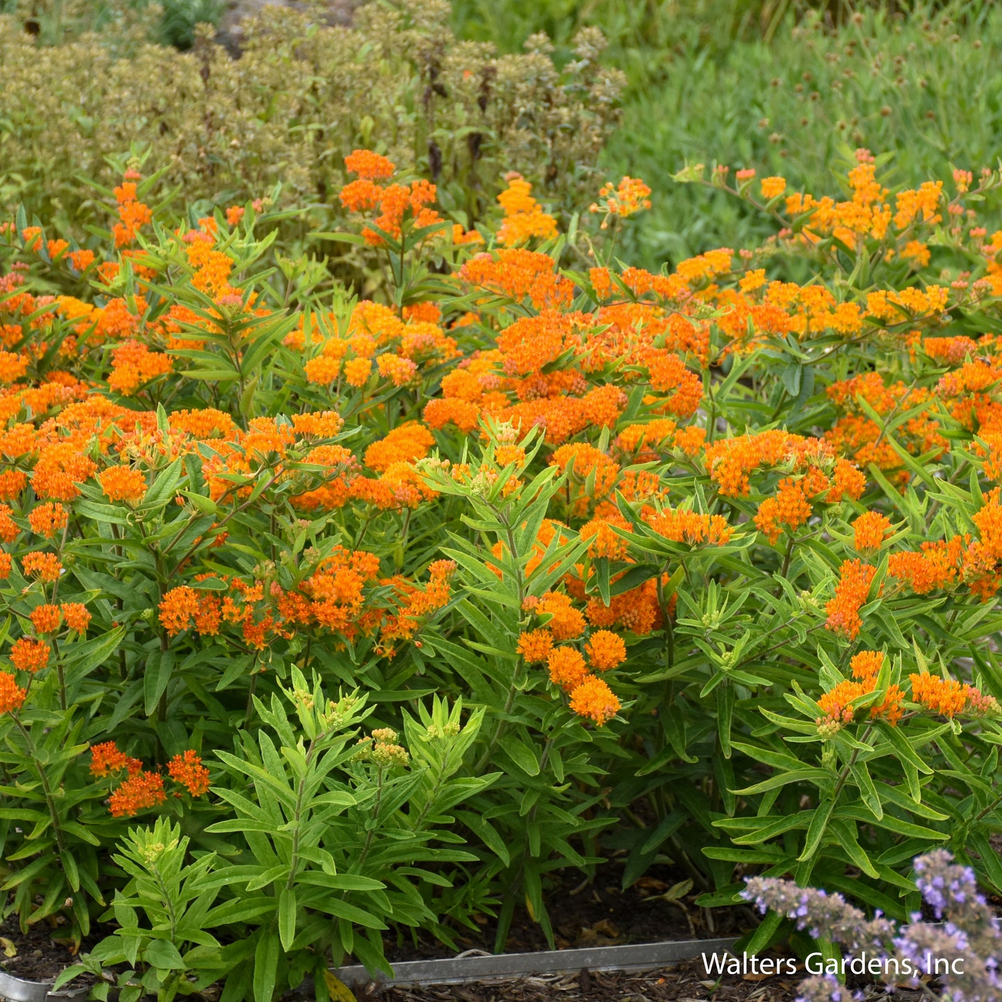 Butterfly Weed