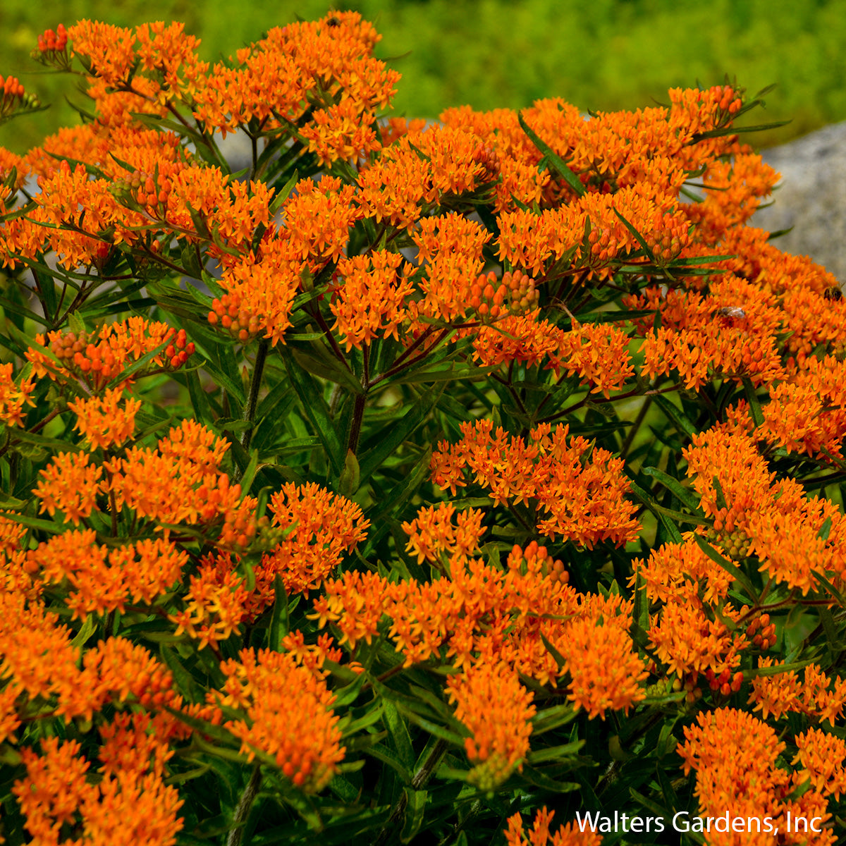 Butterfly Weed