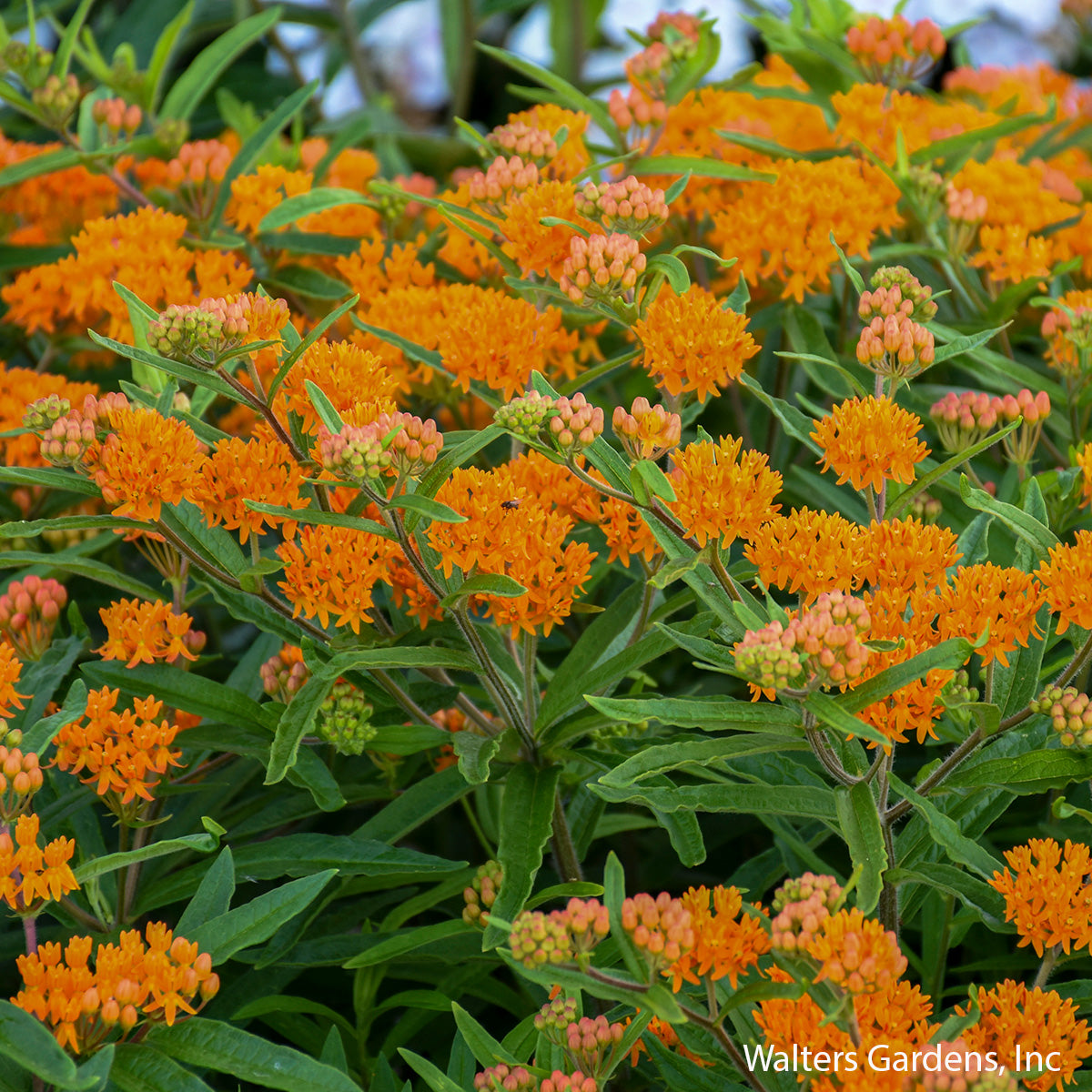 Butterfly Weed