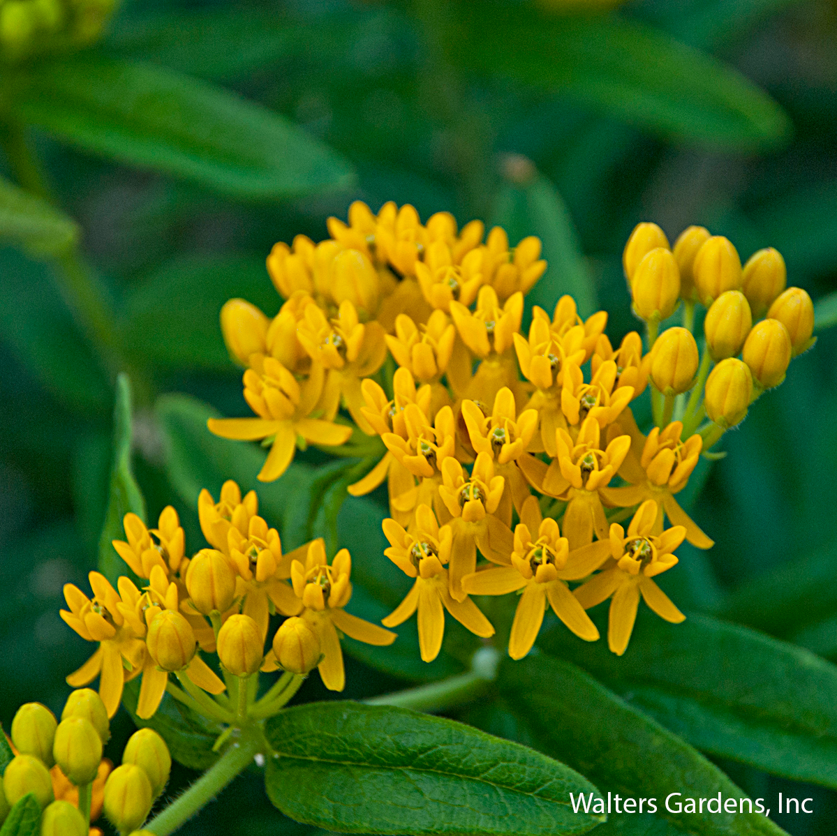 Hello Yellow Butterfly Weed