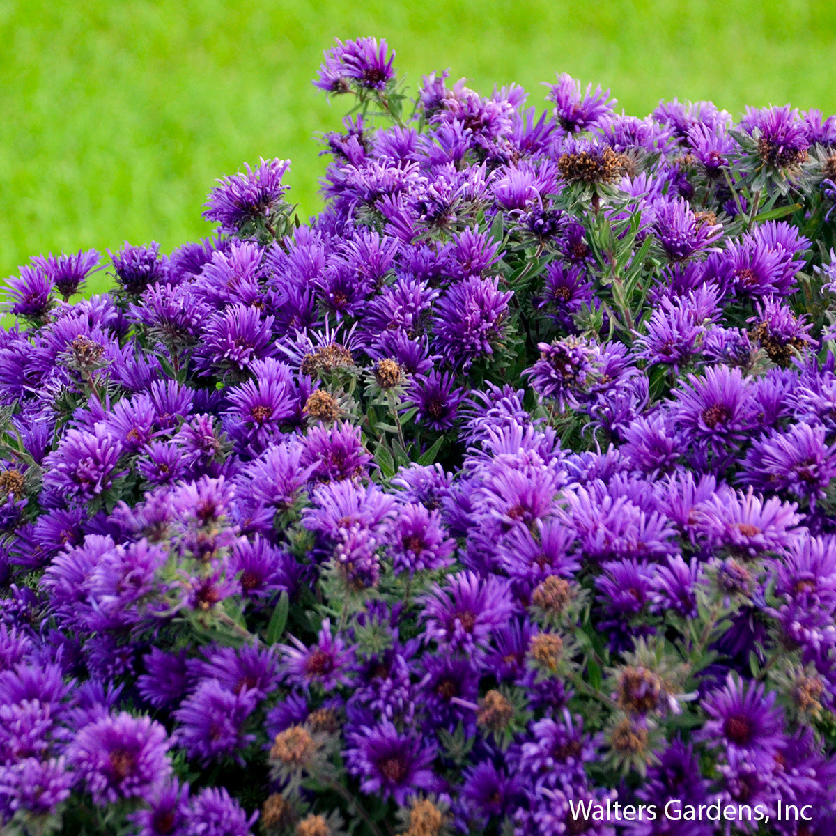Grape Crush Aster