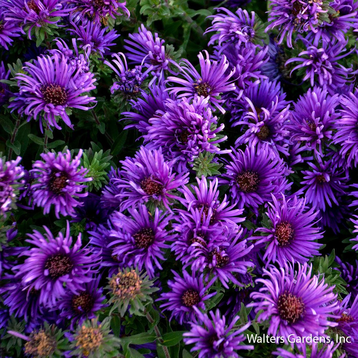 Grape Crush Aster
