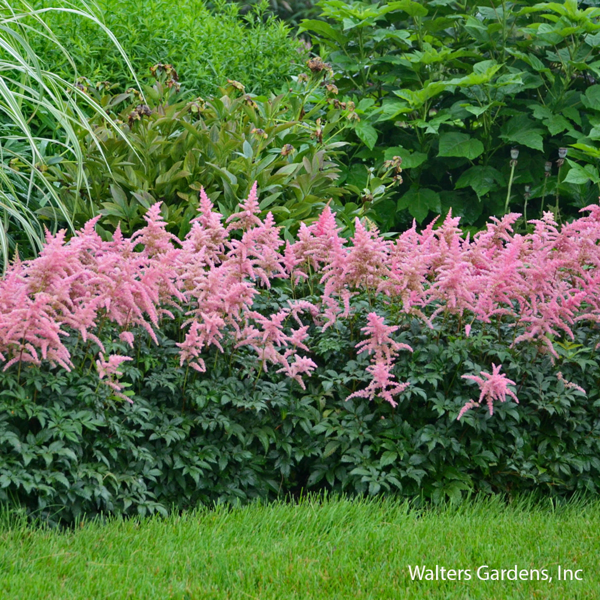 Bressingham Beauty Astilbe