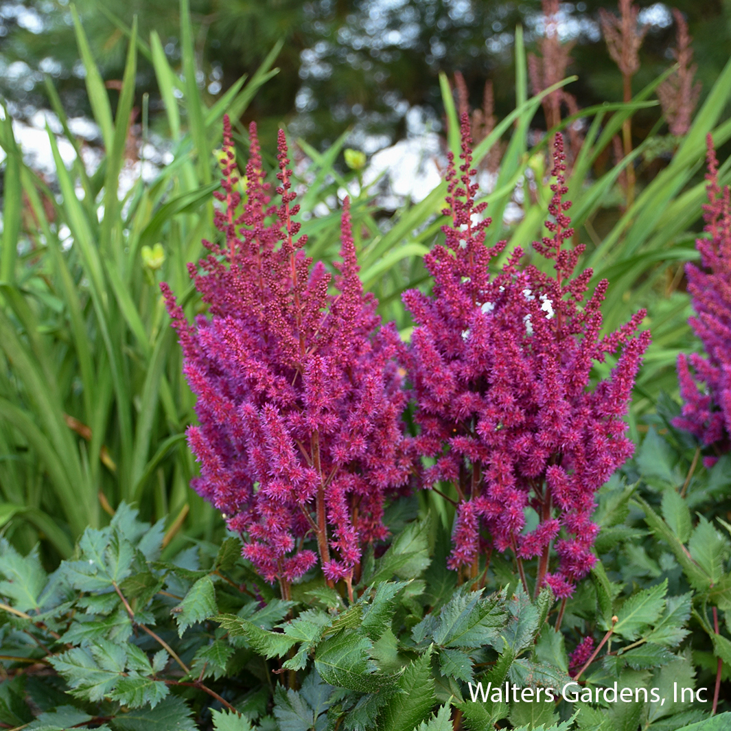 Vision in Red Astilbe