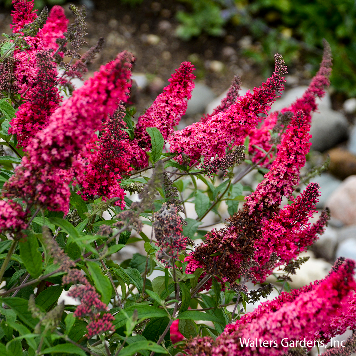 Prince Charming Butterfly Bush