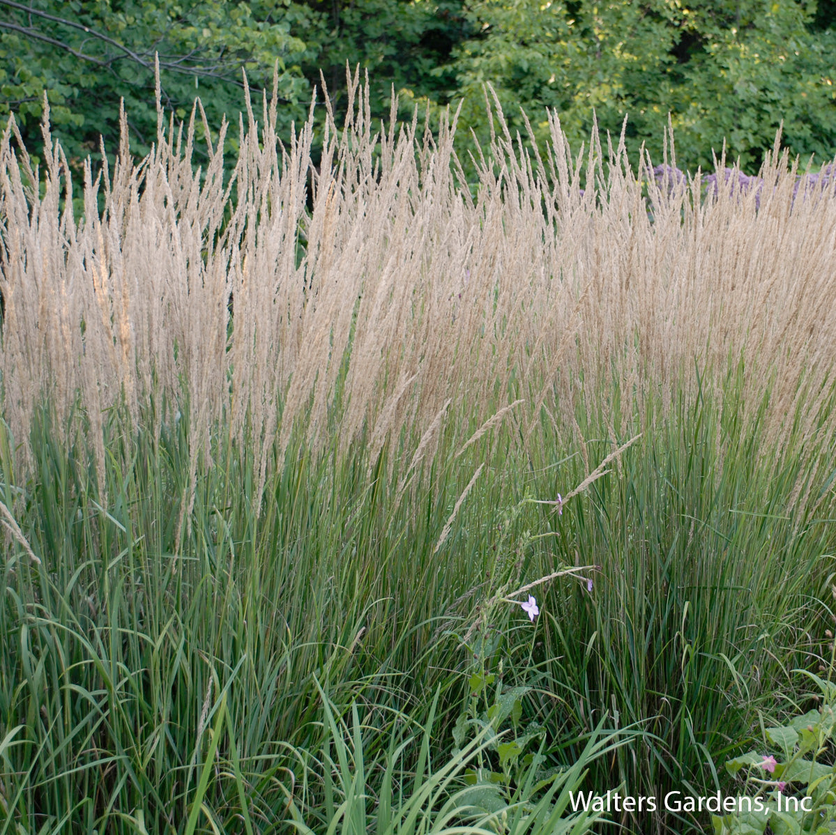 Karl Foerster Feather Reed Grass