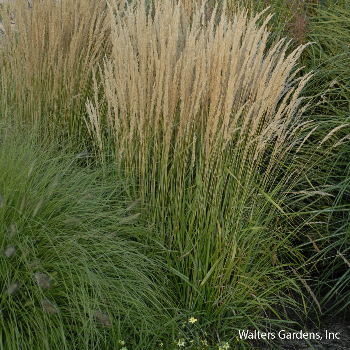 Karl Foerster Feather Reed Grass