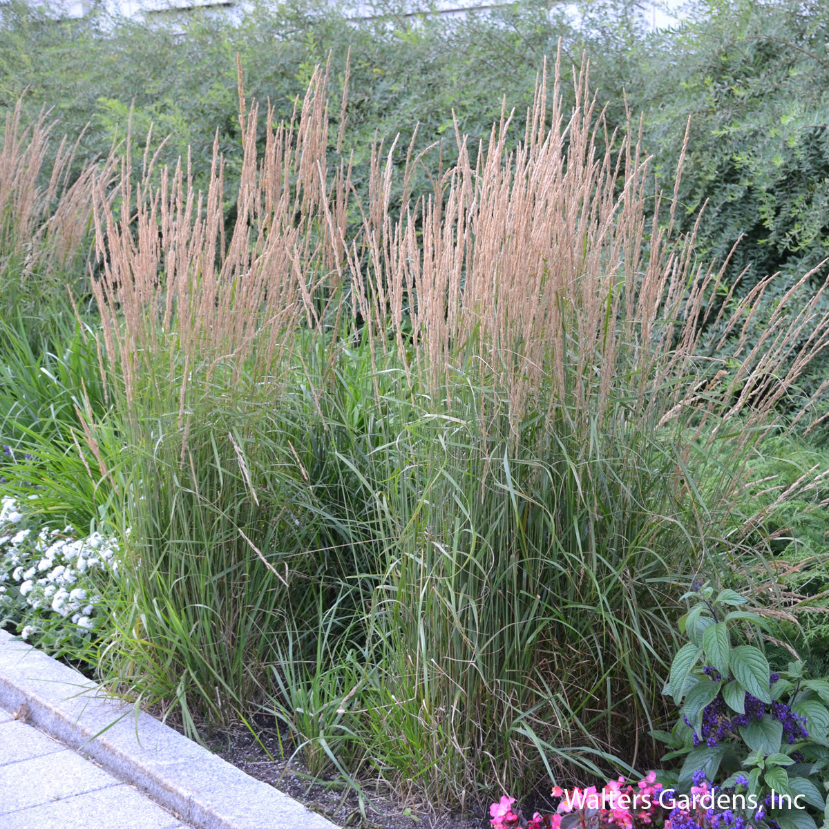 Karl Foerster Feather Reed Grass