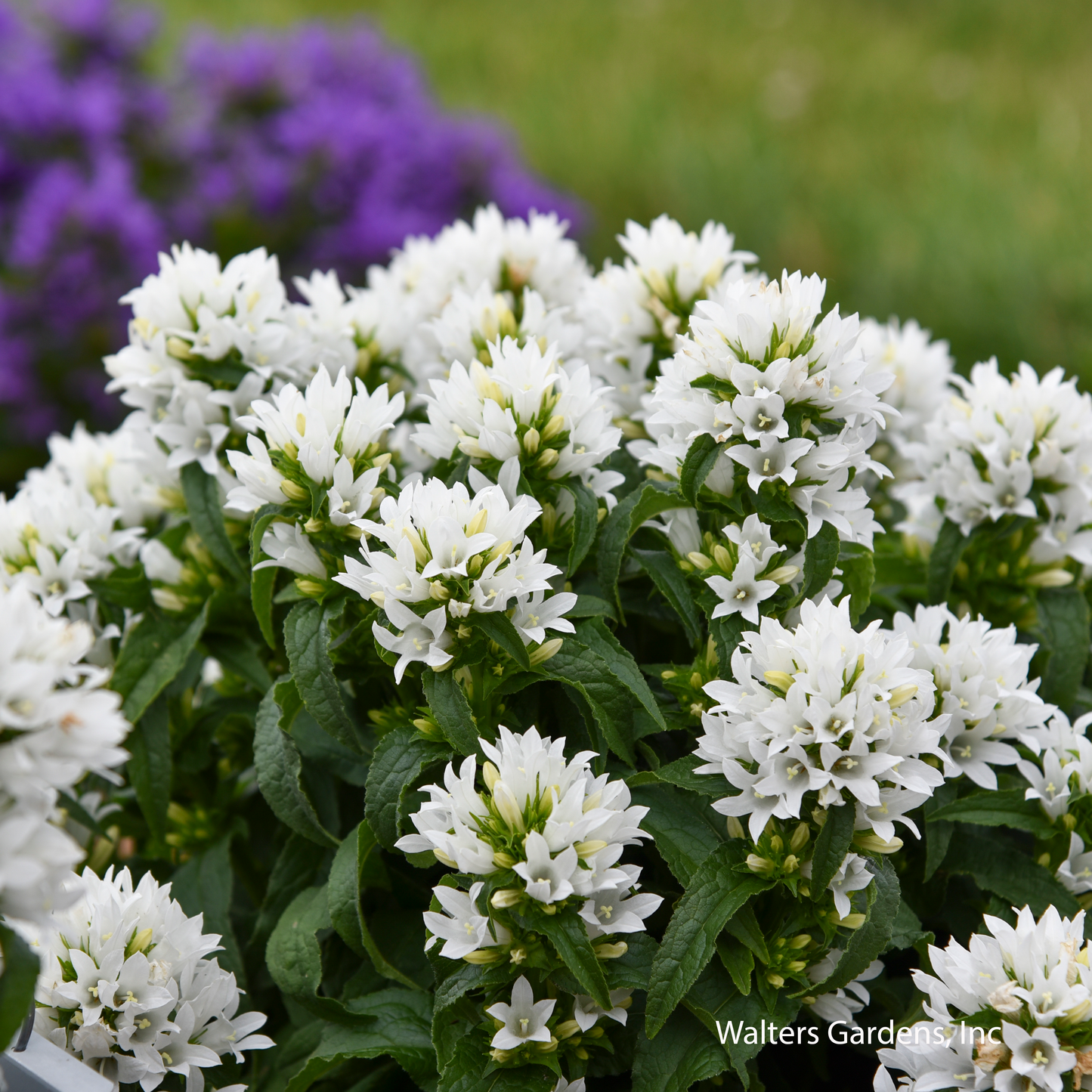Angel Bells Bellflower