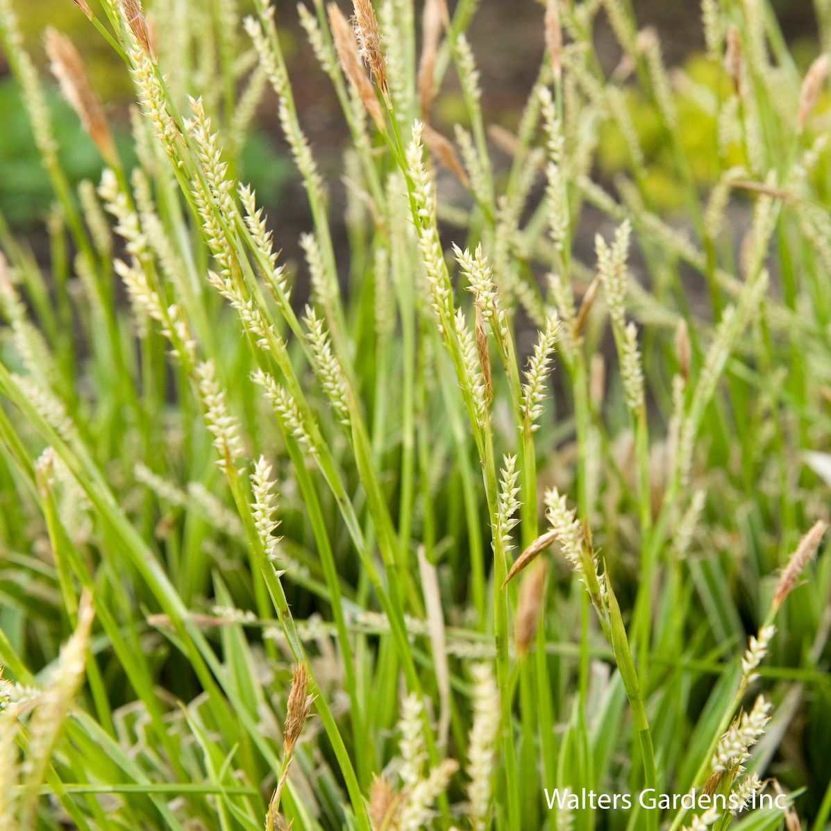Ice Dance Sedge Grass