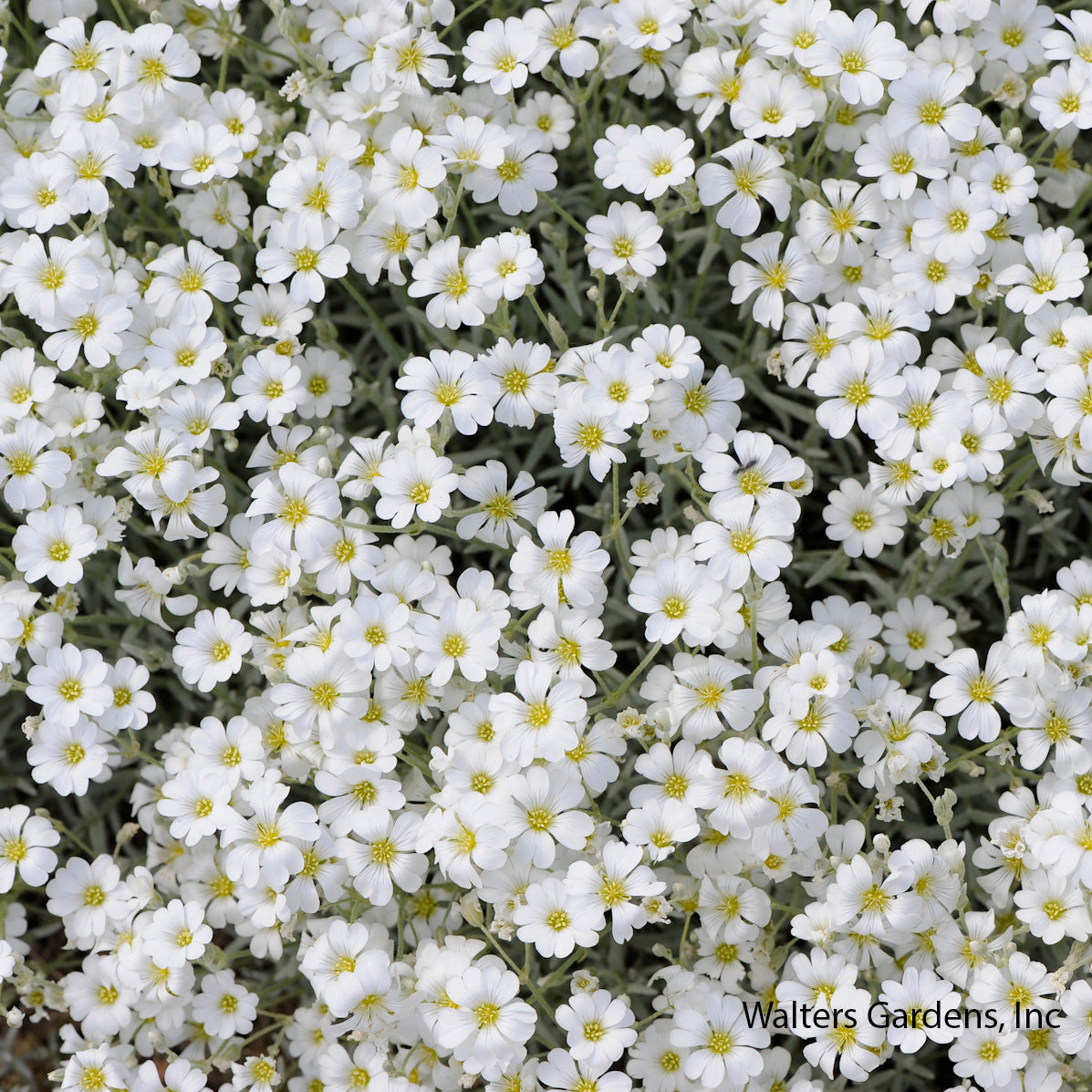 Yo Yo Snow-in-Summer