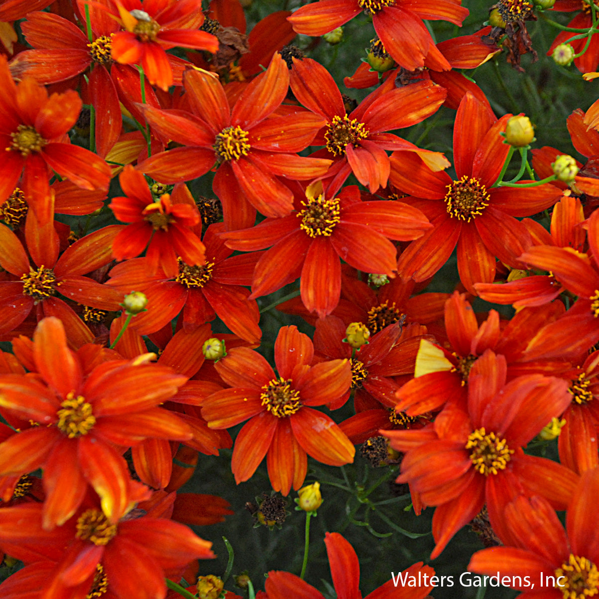 Crazy Cayenne Threadleaf Coreopsis