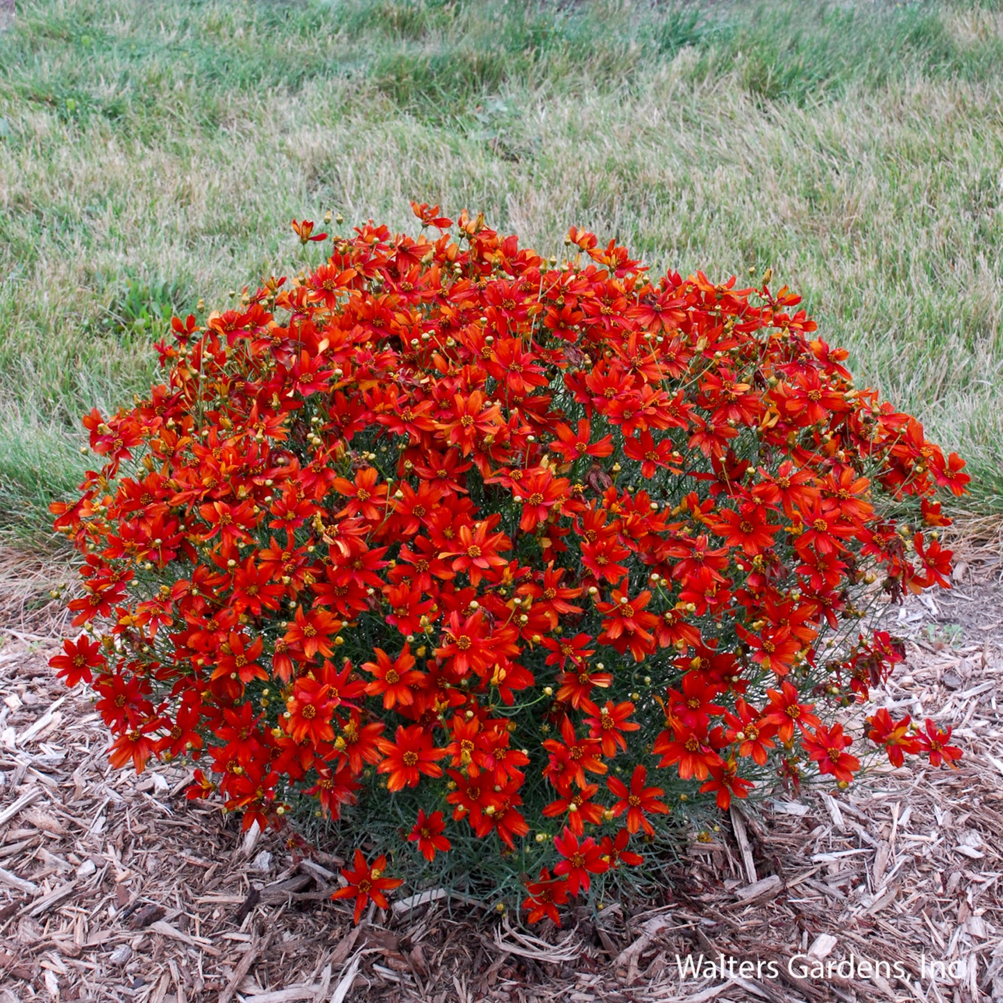 Crazy Cayenne Threadleaf Coreopsis