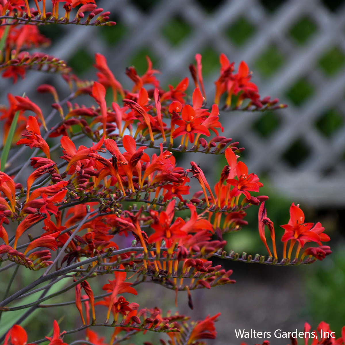 Lucifer Crocosmia
