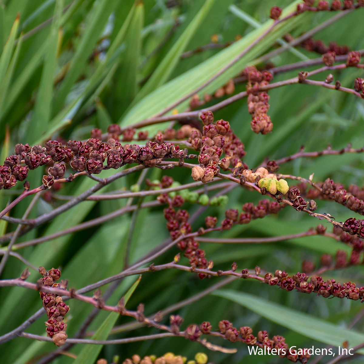 Lucifer Crocosmia