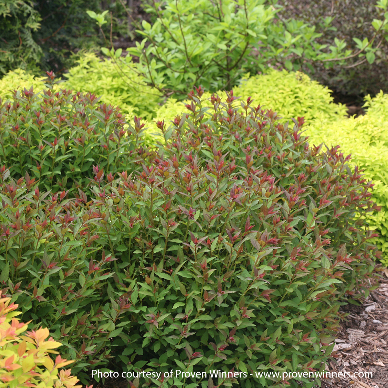 Double Play Artisan Spirea