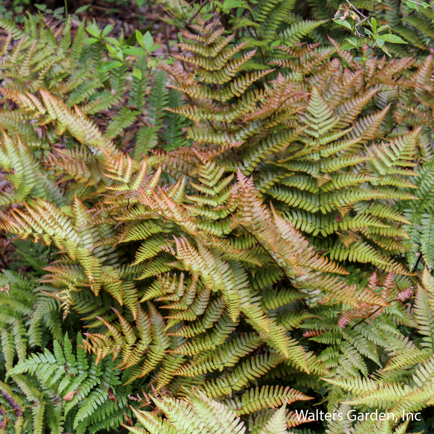 Brilliance Autumn Fern