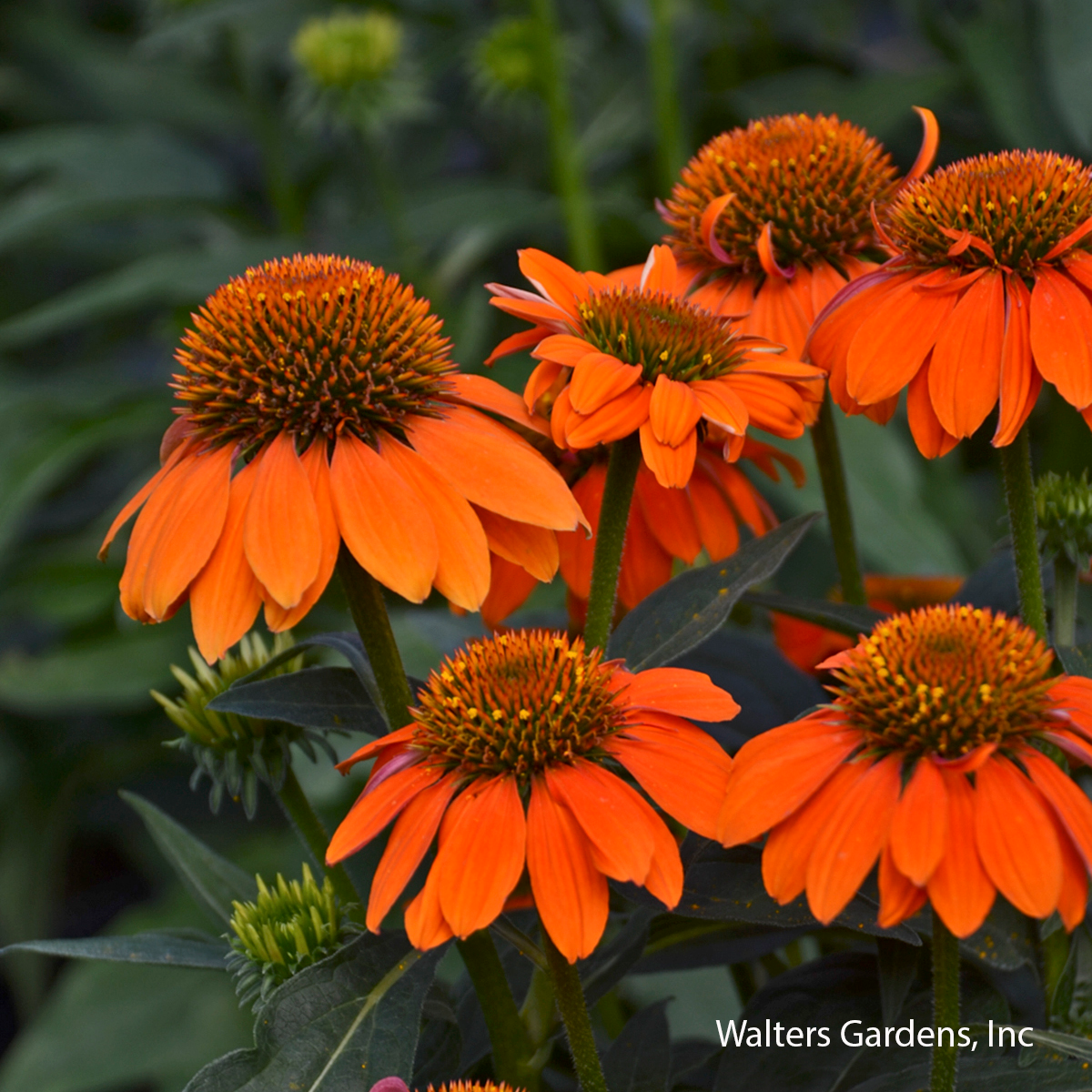 Sombrero Adobe Orange Coneflower