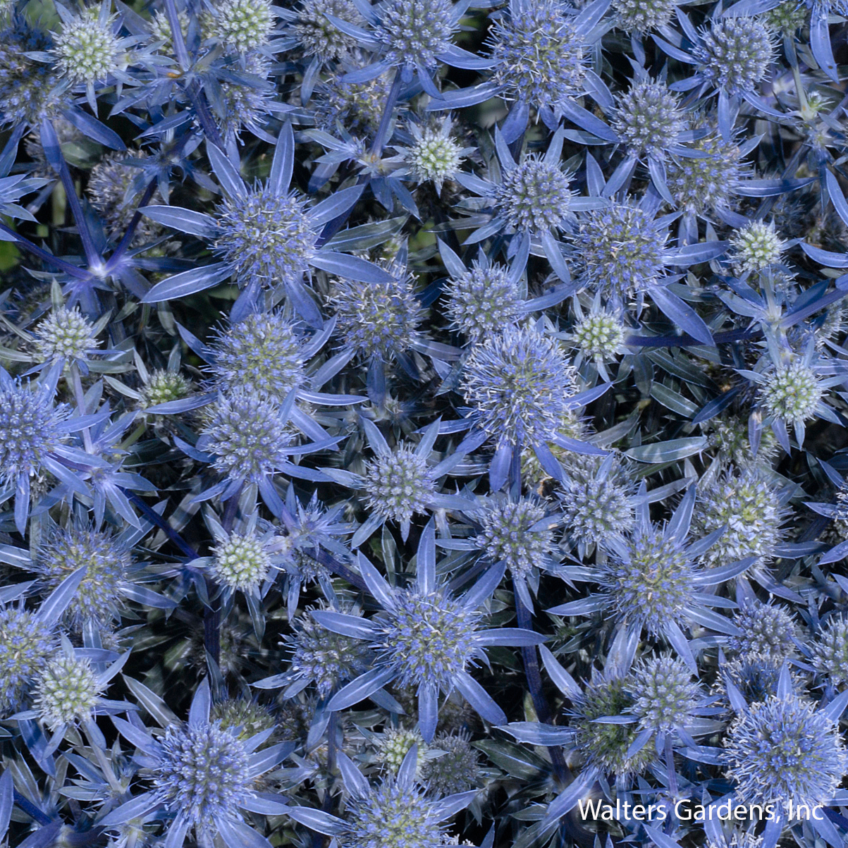 Blue Glitter Sea Holly