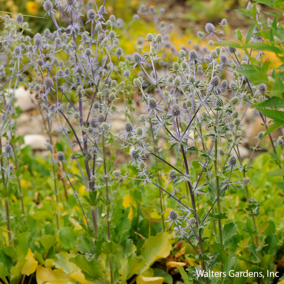 Blue Glitter Sea Holly