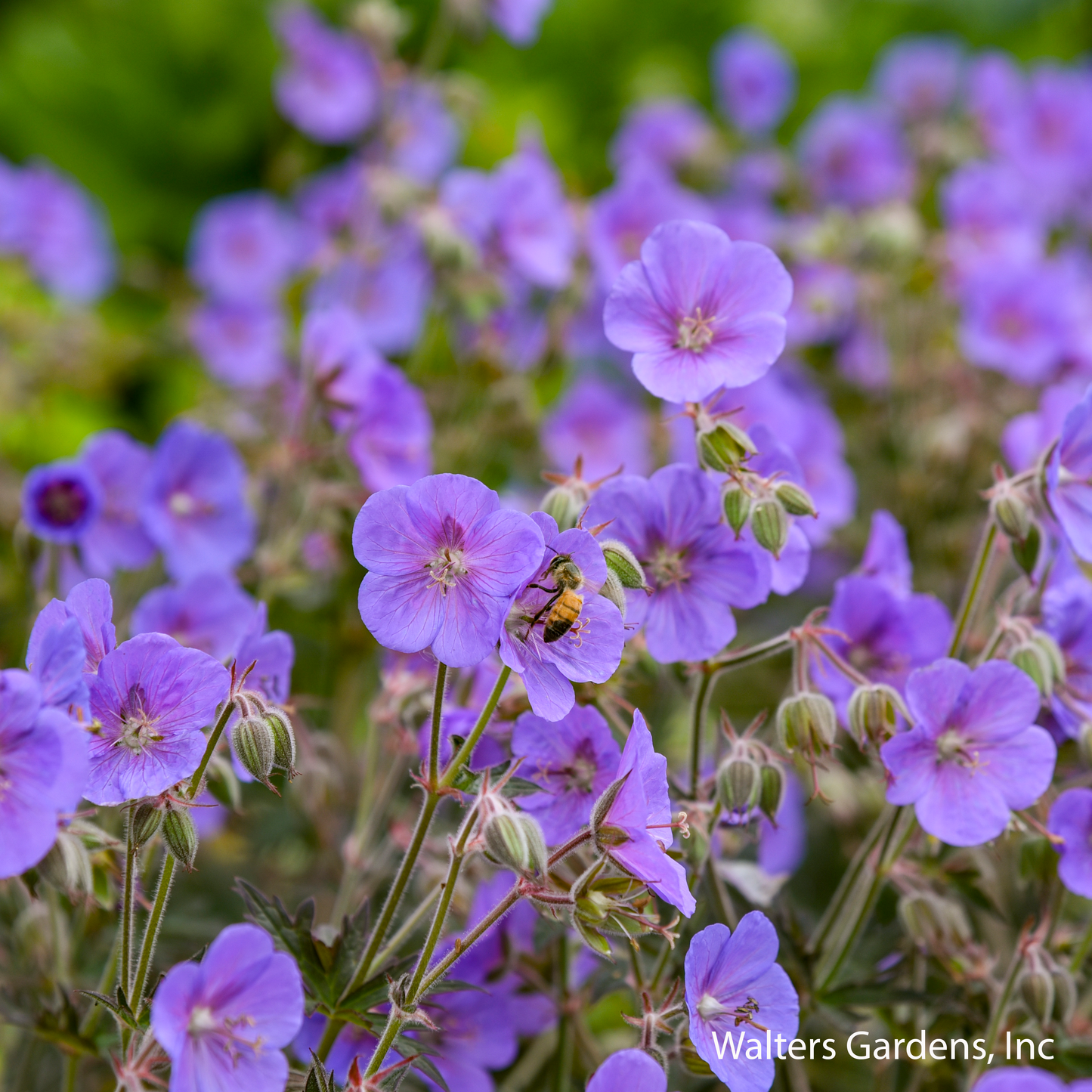 Boom Chocolatta Geranium