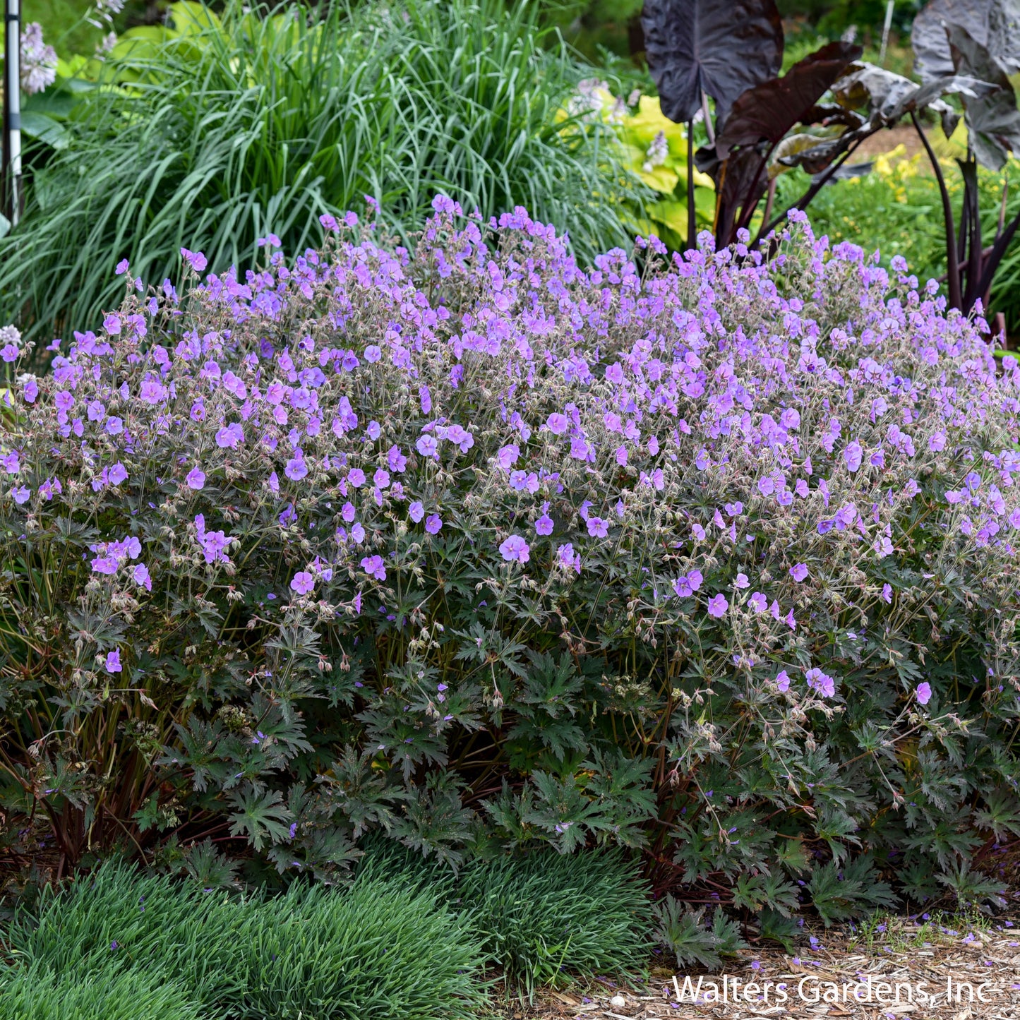 Boom Chocolatta Geranium