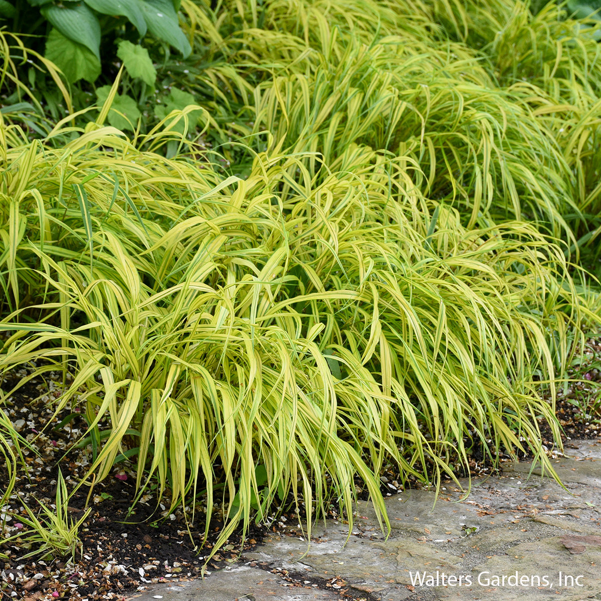 Aureola Japanese Forest Grass