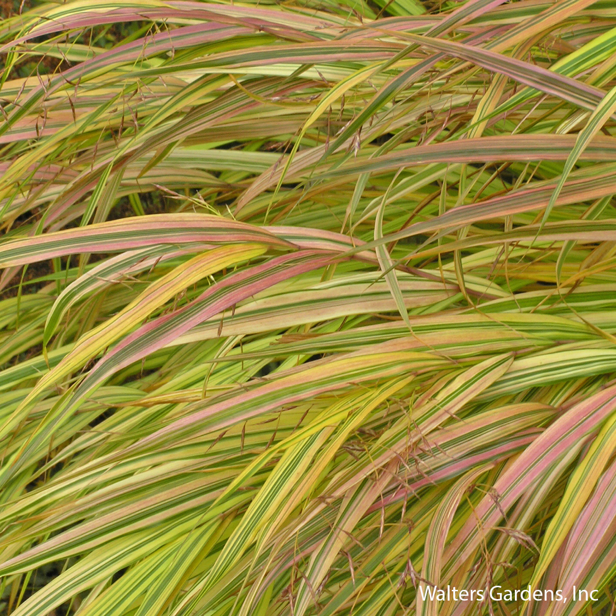 Aureola Japanese Forest Grass