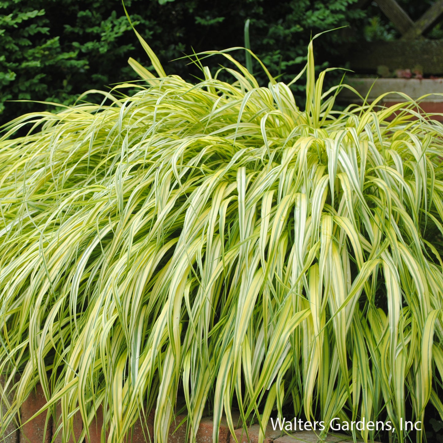 Aureola Japanese Forest Grass