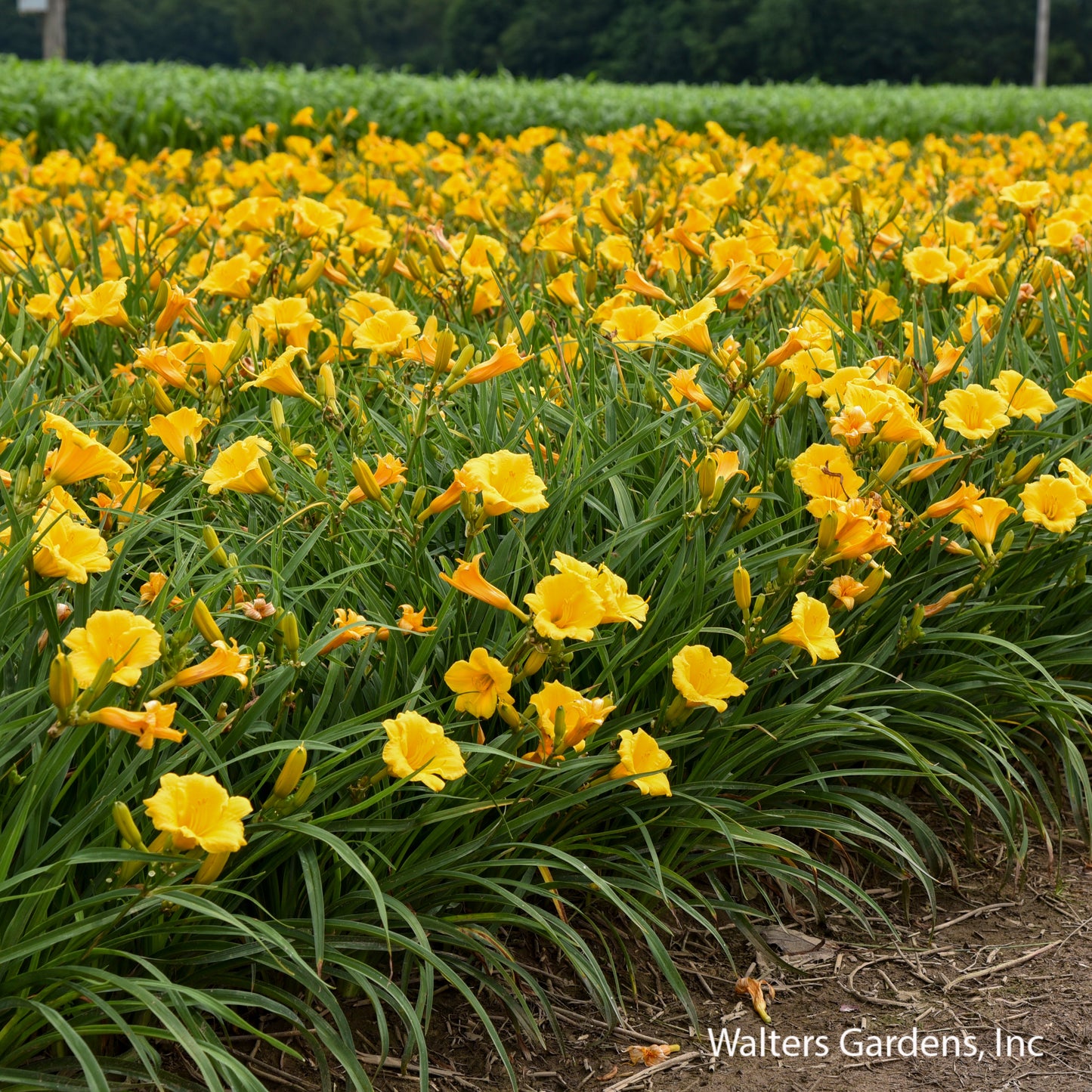Stella de Oro Daylily