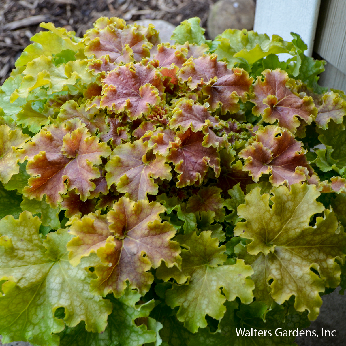 Apple Twist Coral Bells