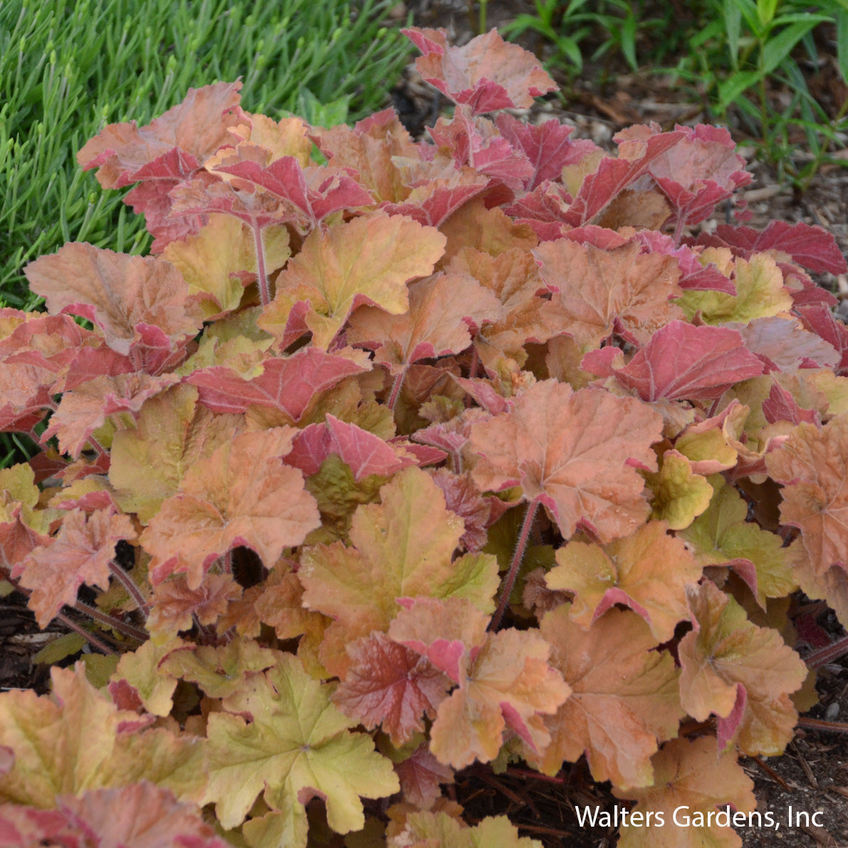 Caramel Coral Bells
