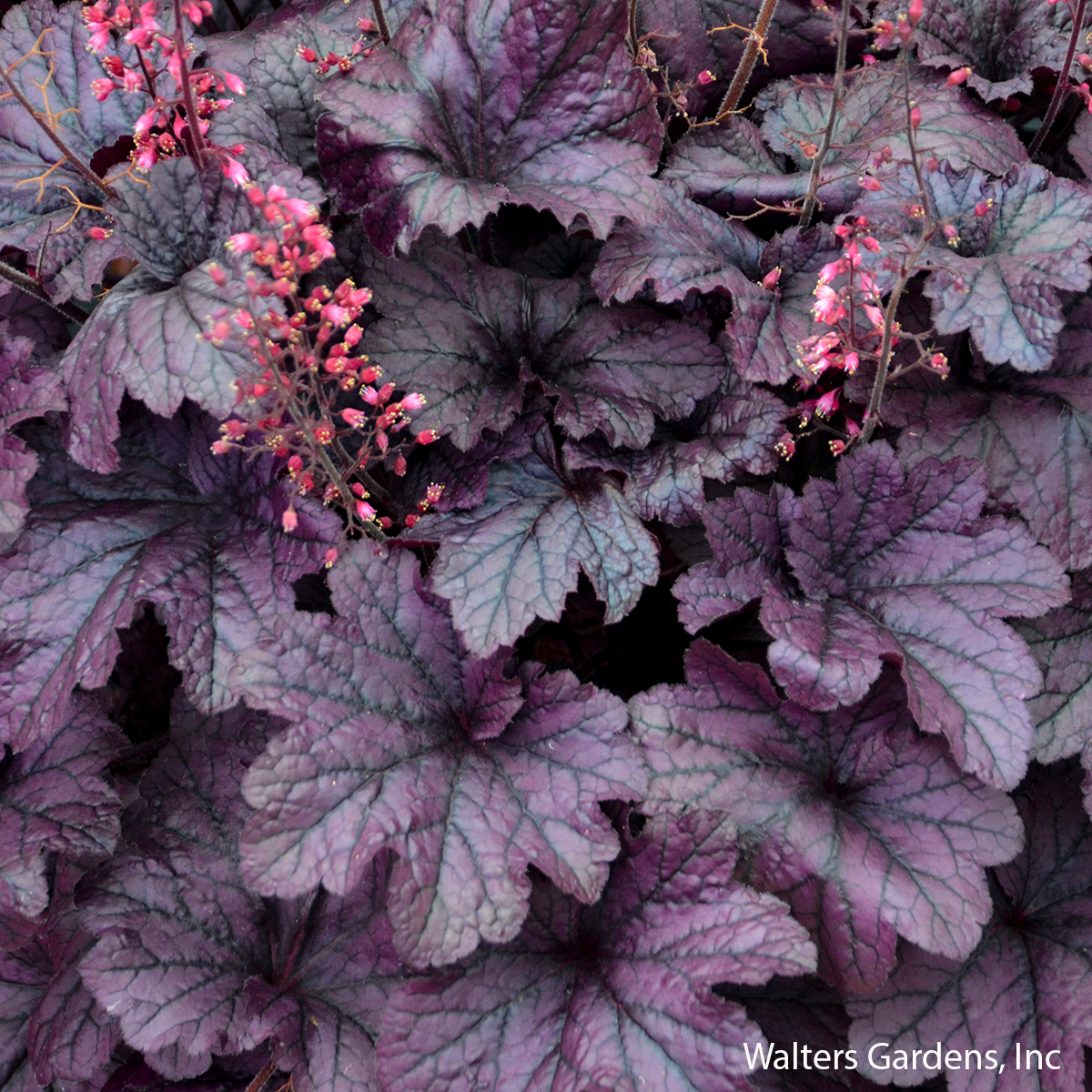 Grape Timeless Coral Bells