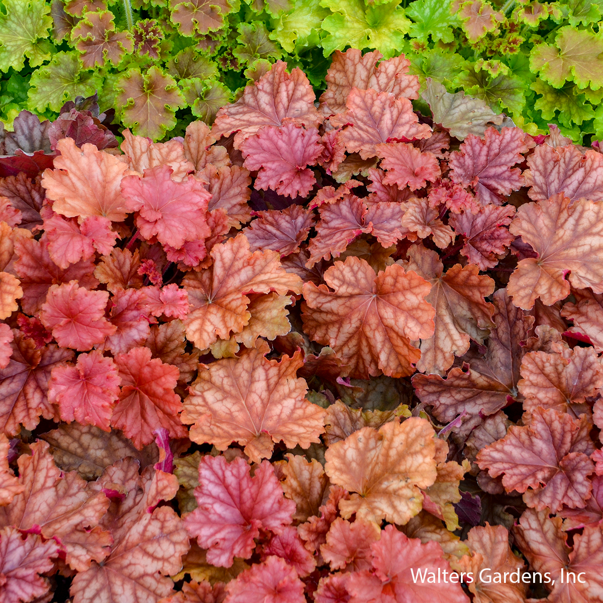 Peachberry Ice Coral Bells