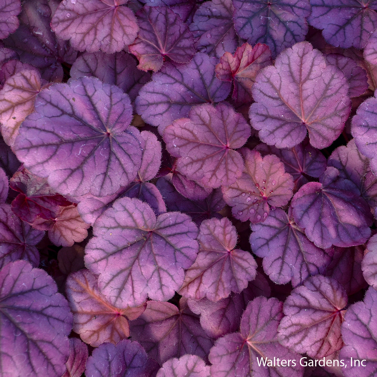 Pink Panther Coral Bells